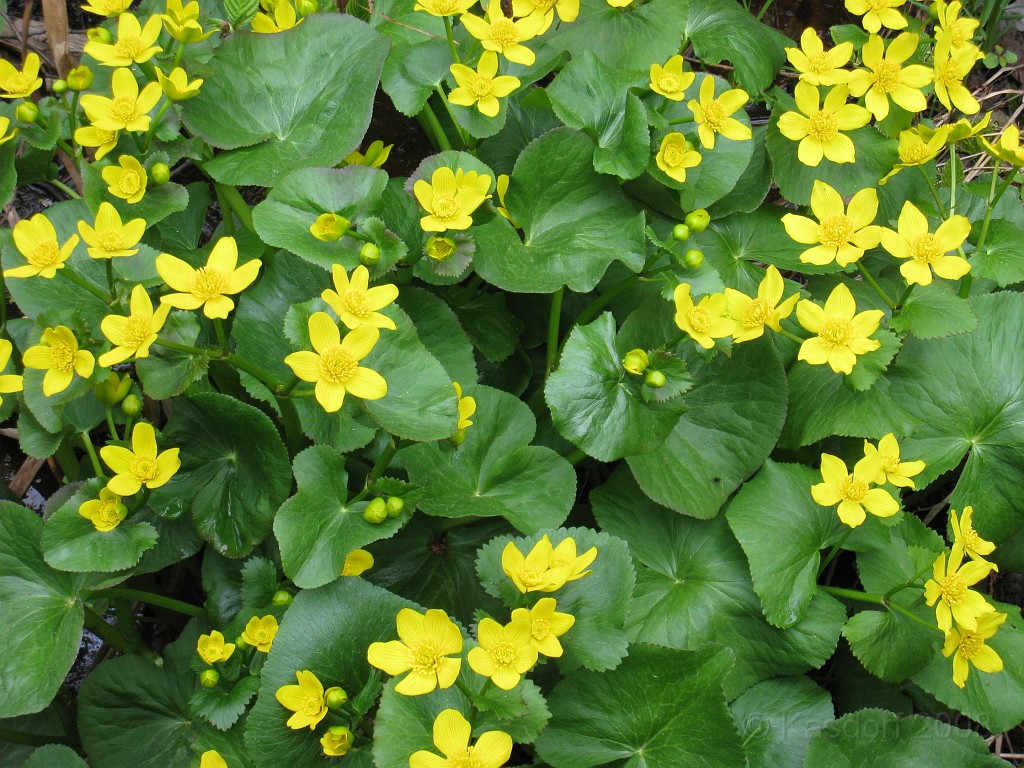 Mackinaw Island Area May 2008 1147.jpg - May 24 2008 a trip to Mackinac City for a 5 M race and a visit to Mackinac Island. A day to the UP, Paradise, Whitefish Point and Tahquamen Falls. This was followed by trips to Petoskey and Charlevoix.